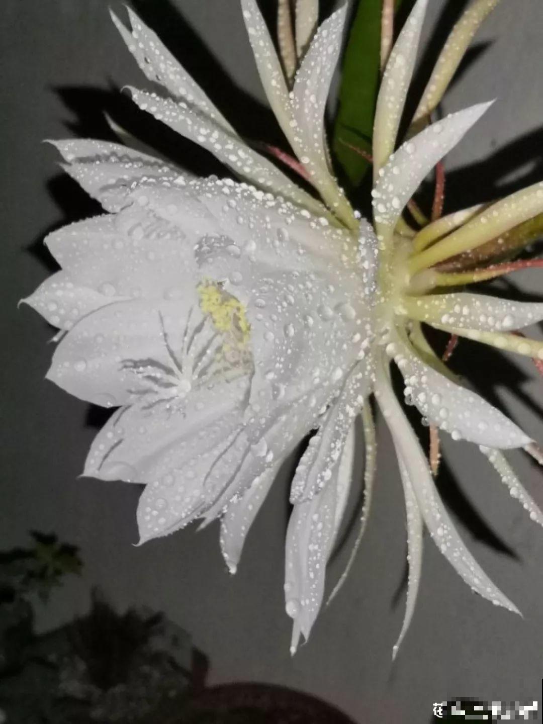 8种意义深远的花，送人一定要选对，很有面！