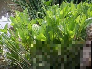 野外这草真奇怪，几颗棵就想呼呼大睡，整天失眠的人有福了！