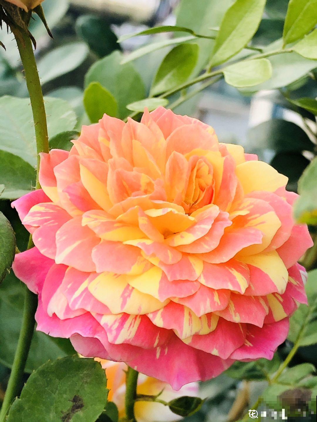 养花的好处原来这么多，就算坑再大，也照样入！