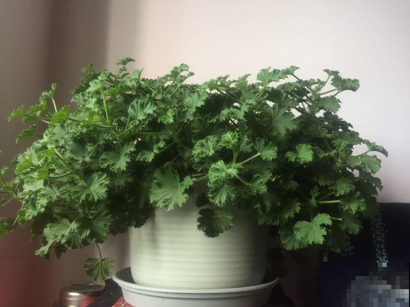 这花冬天冻一冻，开花才会爆满盆，正好赶上过年！