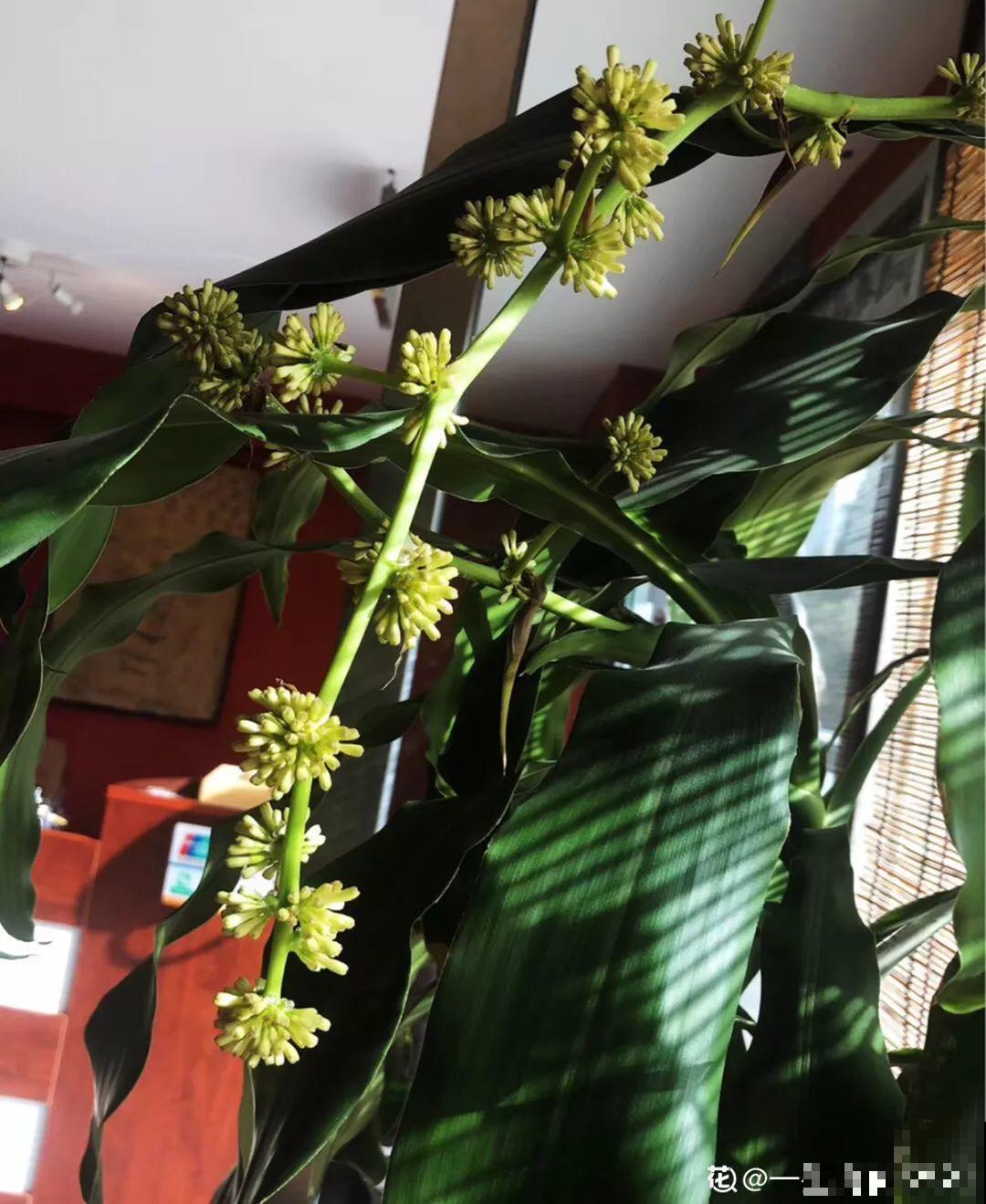 这4种花养在家里，就是一个小型的加湿器，不干不躁真舒服！