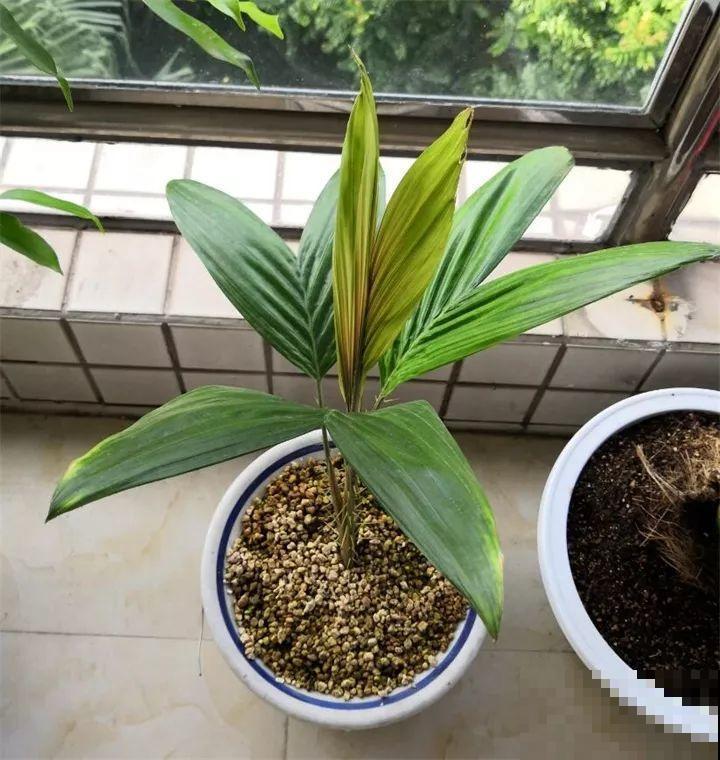 5块钱的水果埋土里，半年养成守家树，邻居都想花钱买！