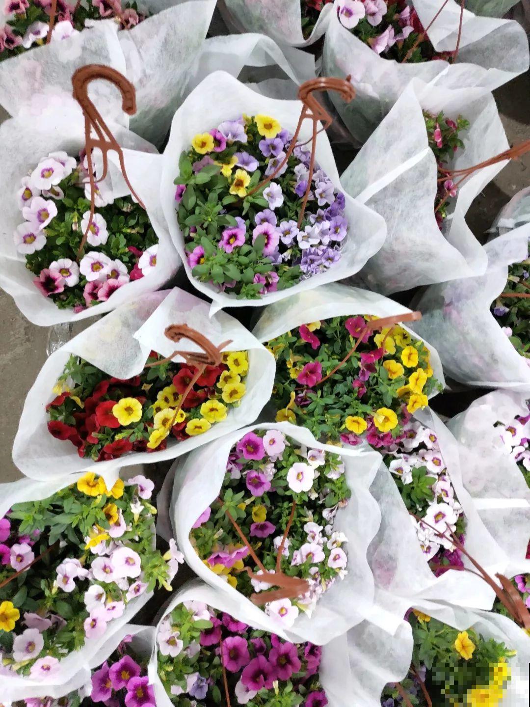 12月逛花市，这花好看又好养，遇到赶紧抱回家！
