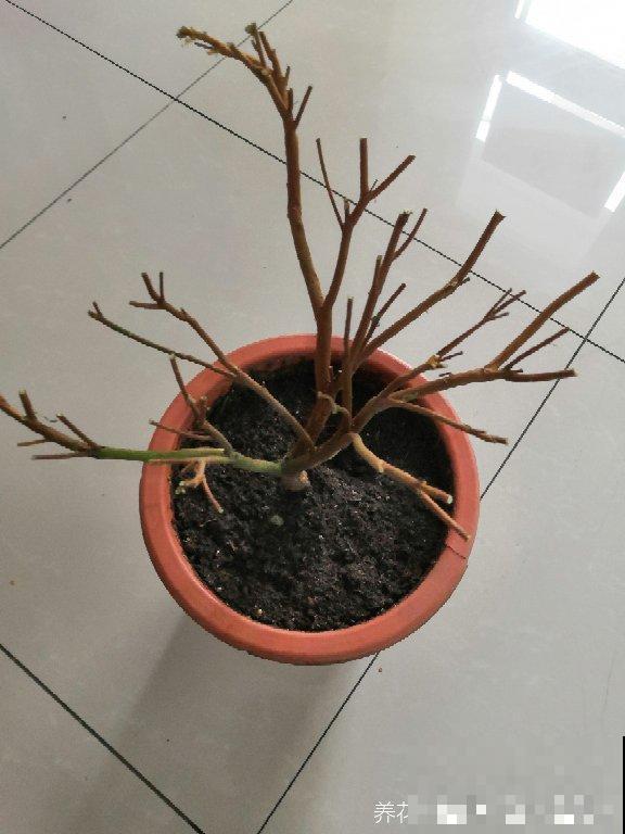 杜鹃花叶子全枯了，千万别扔，换个盆还有救！
