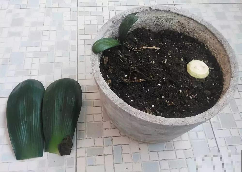 君子兰烂了别扔，拿刀这么一削，旁边繁殖一大堆小仔！
