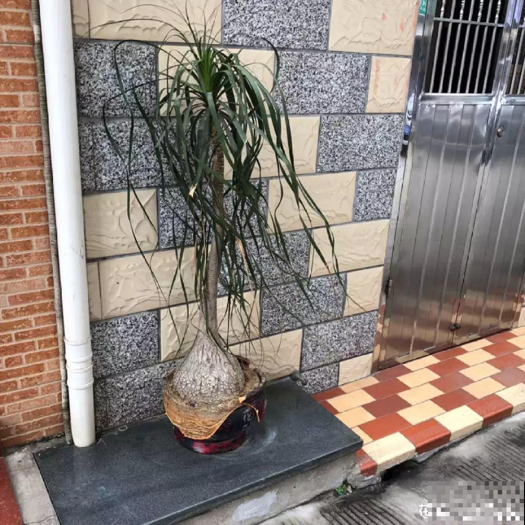 这10种耐旱花，2个月不浇水，叶子反而绿油油！