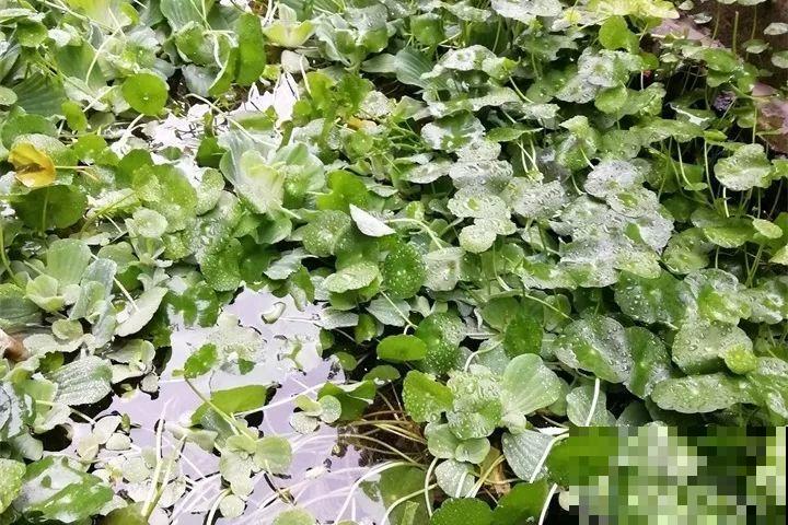 最怕冷的花，一降温就黄叶子，再不管只剩盆了！