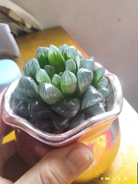 她养的玉露比冰雕还晶莹剔透，太阳一照莹润闪光，原是这么做的