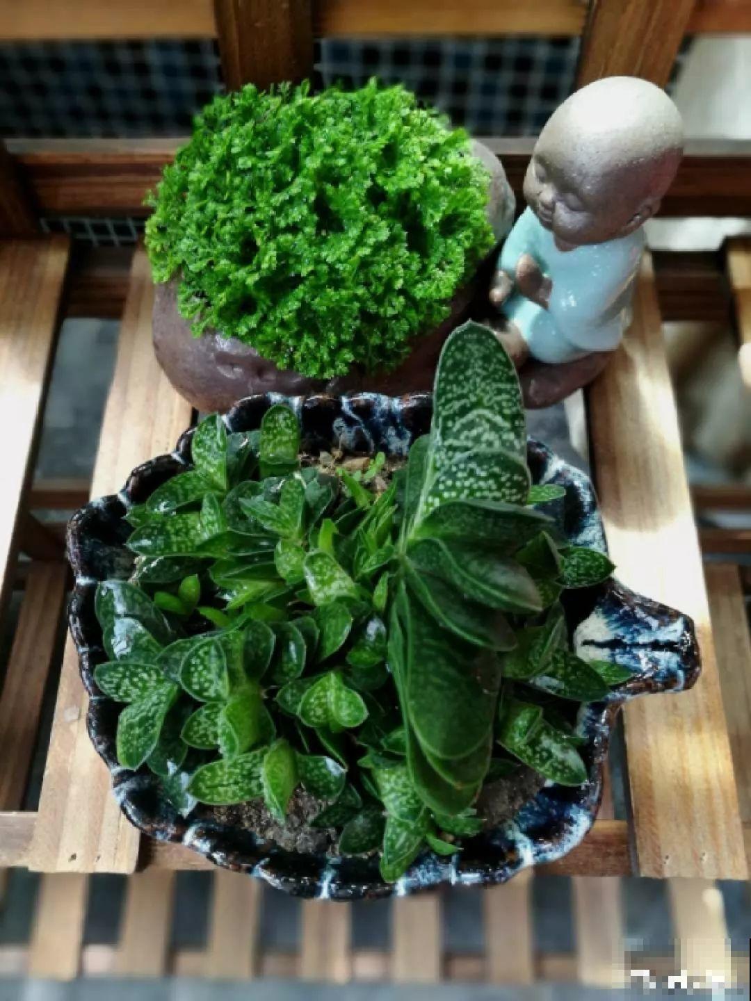 适合过年养的6种多肉，红红火火，每盆都有好寓意！