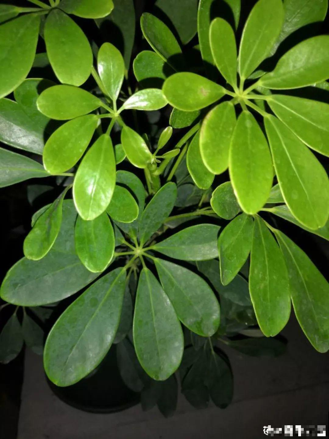 这4种花养在家里，就是一个小型的加湿器，不干不躁真舒服！