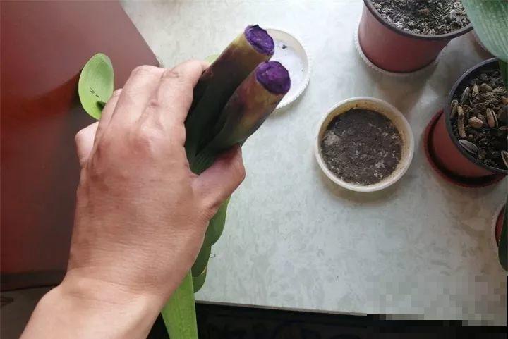 小药片磨成粉，兑水一浇，叶子油亮花开爆！