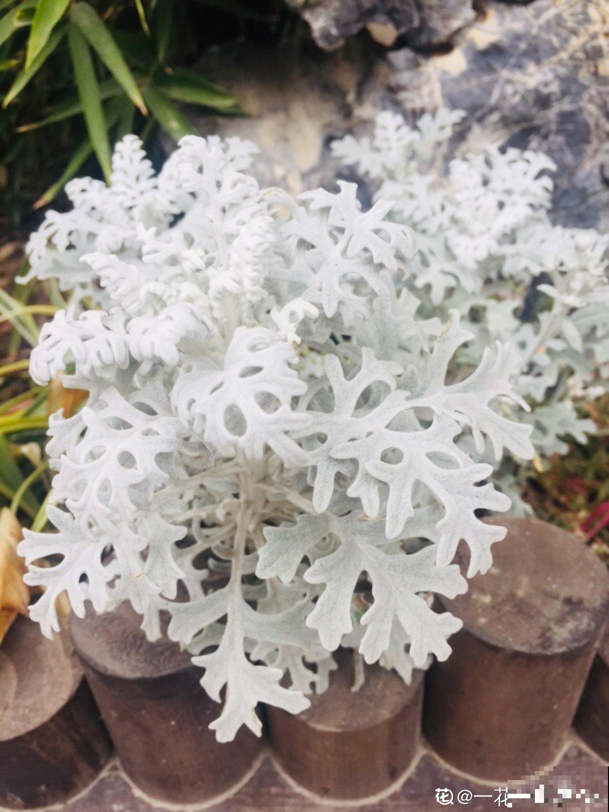 超耐寒的花，零下4度冻不死，花市上都抢着买