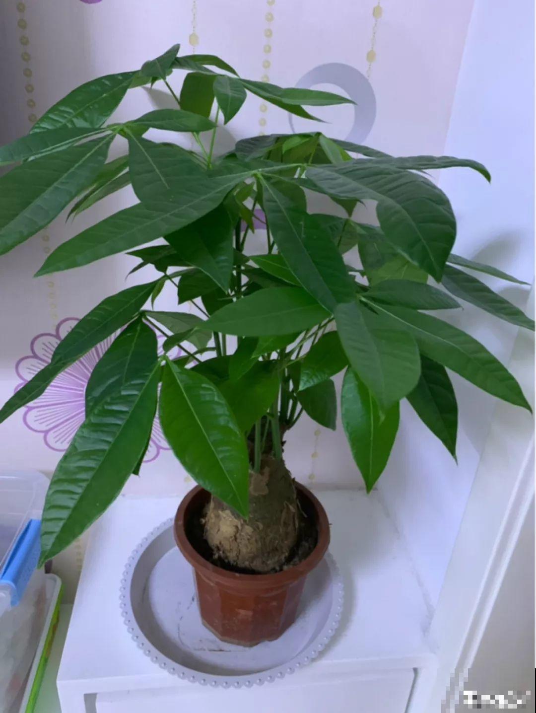 这4种花养在家里，就是一个小型的加湿器，不干不躁真舒服！