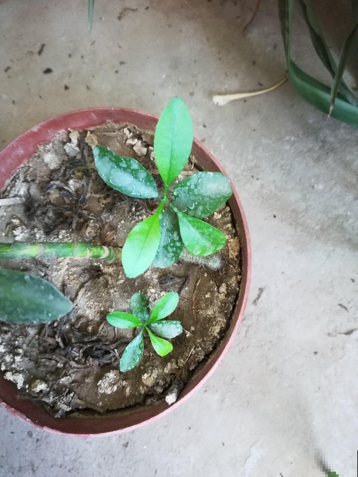 柠檬籽别丢，留下种花盆里，两周窜苗不用买花了！