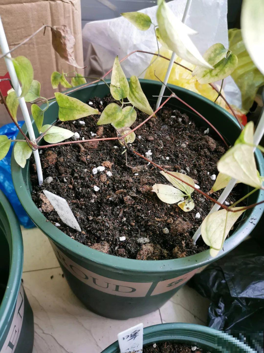 这花还就得现在种，刚好春天发芽，疯长开花成瀑布！