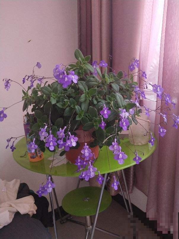 这花全年都在开，满盆开出“海豚花”，新手也能养爆盆