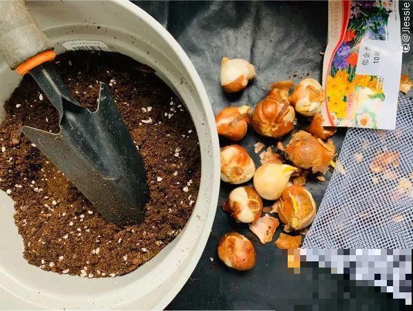 10种花，冬天切记管住手，小心浇完水就掉叶子！