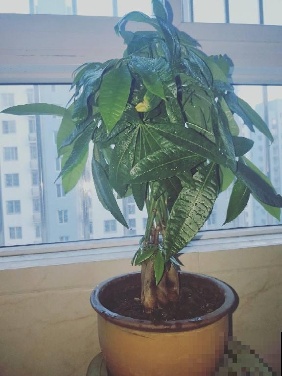 3种招财树，家里养一盆，财运滚滚来，1盆能顶10盆