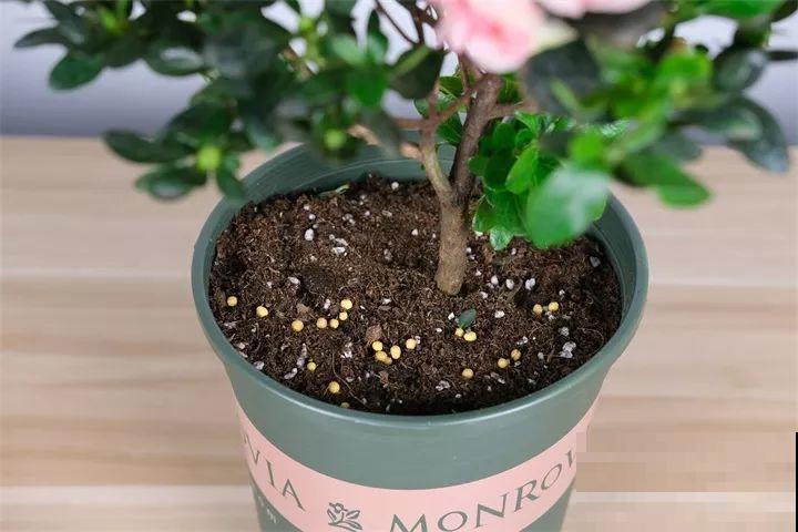 花一黄叶就挂，早治能救活，晚了一片叶子也不剩！