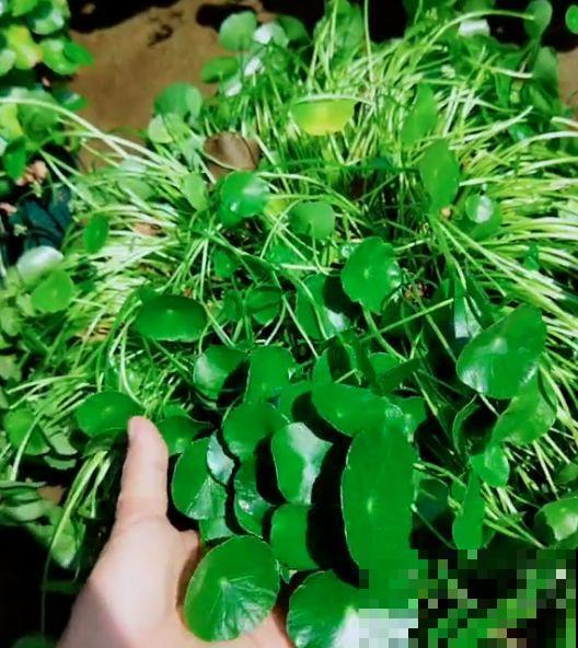 为了养花，她跑到海南，用10年把荒岛变花园！