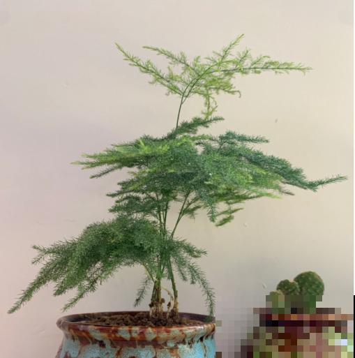 文竹要舍得剪，剪成“小森林”，摆在家里特别赏心悦目！