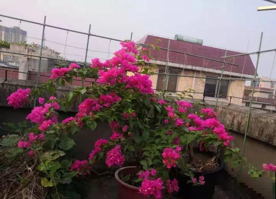 她在楼顶养花种菜，再喂喂鸡，日子过得悠闲又自在！