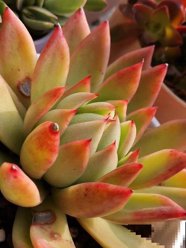 多肉不腐不软，一冬长大三四倍，原来是这么养出来的！