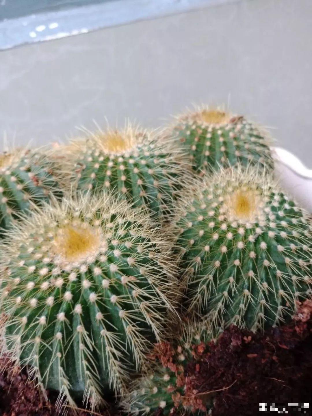 这10种耐旱花，2个月不浇水，叶子反而绿油油！