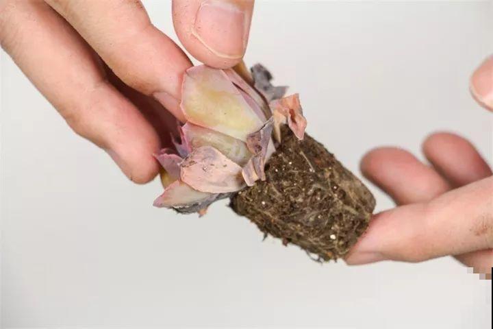 比绿萝还好养的花，一块钱一棵，就适合现在种！