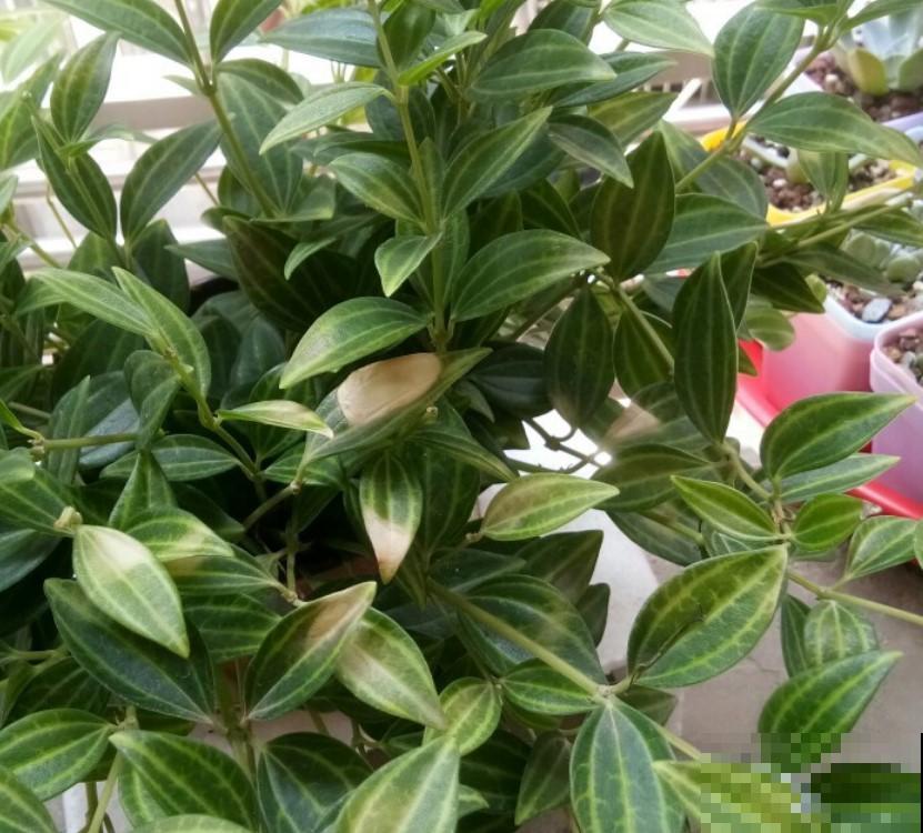 钻石翡翠太美了！这样养一养，想不开花都难！