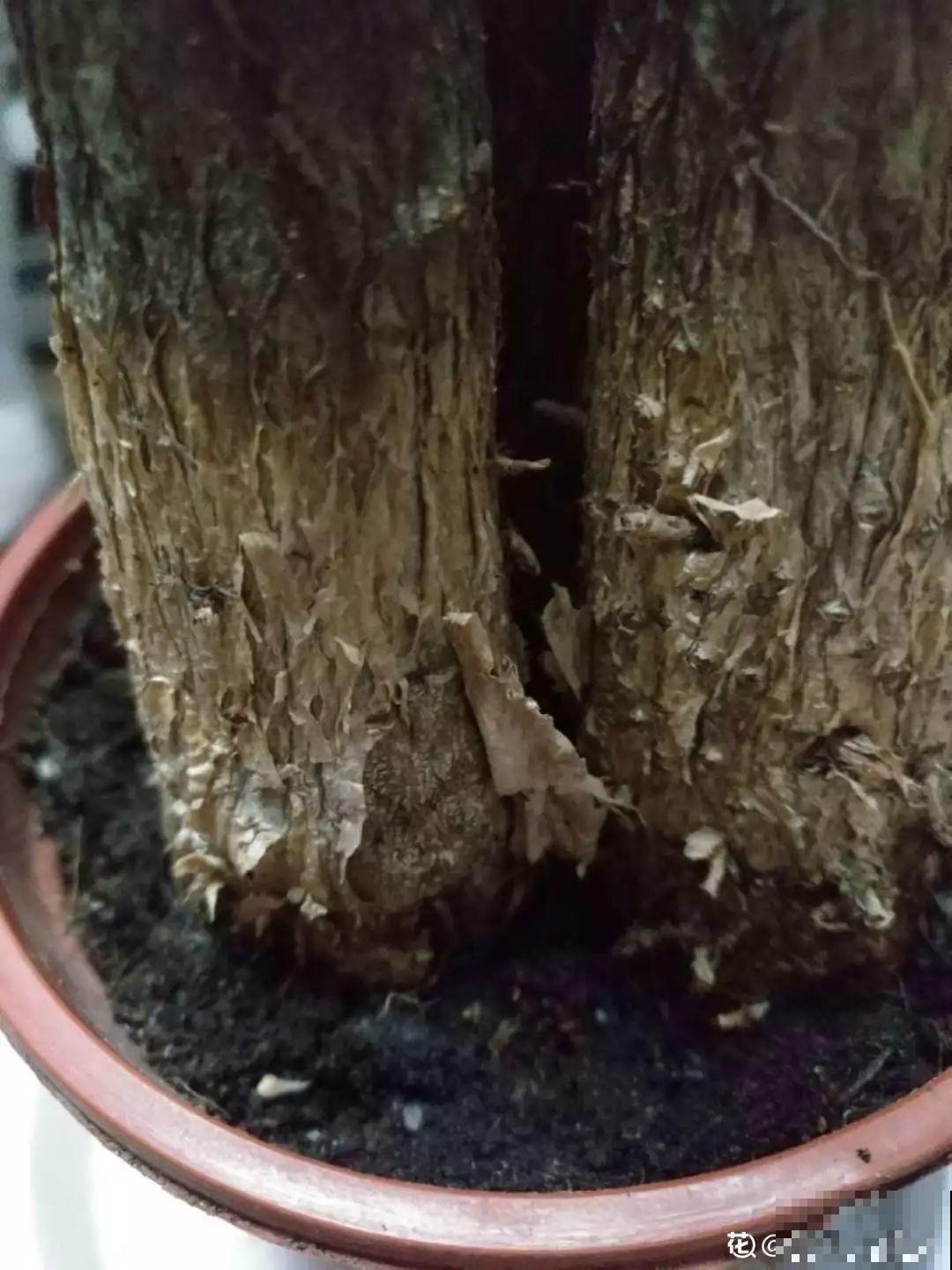 10种花，冬天切记管住手，小心浇完水就掉叶子！