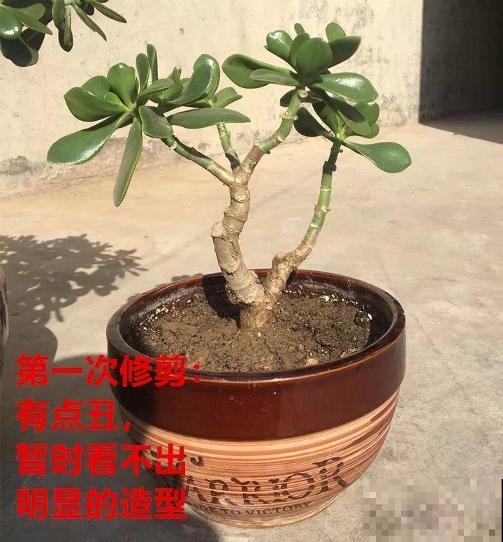 最受欢迎的花，修修剪剪，立马就变的不一样了