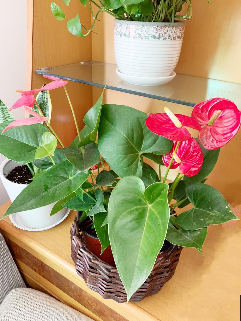 耐阴花就养这4种，好看好养，新手也能养爆盆，适合北阳台
