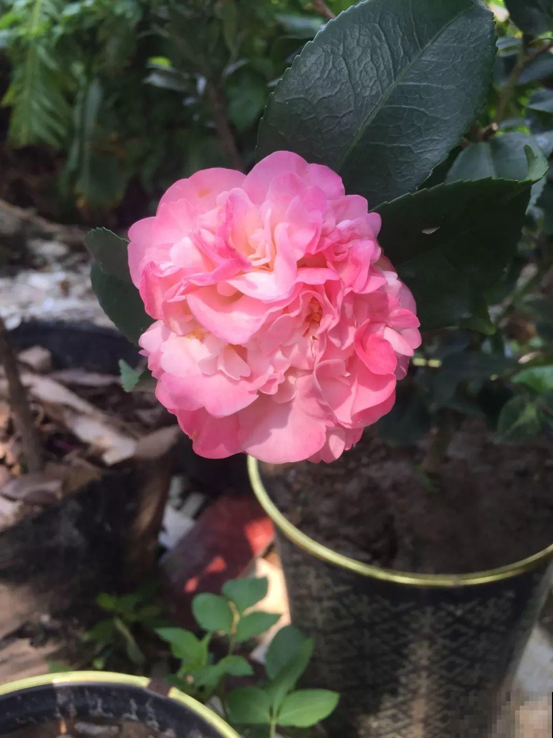 14种香水花，家里摆一盆，满屋子都是香味！
