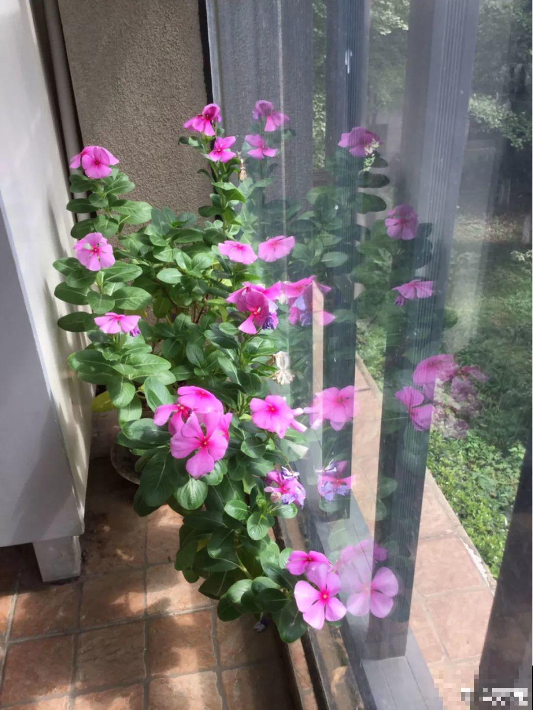 8种花别养老桩，小心老了不开花，变成木疙瘩！