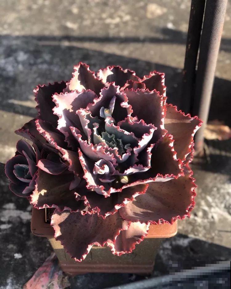 强迫症养多肉，必须摆的整整齐齐，一颗也不能乱！
