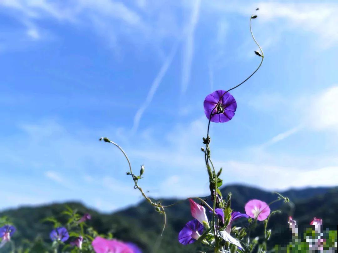 想养好花，就得付出劳动，从开花到结果，无一不是美的！
