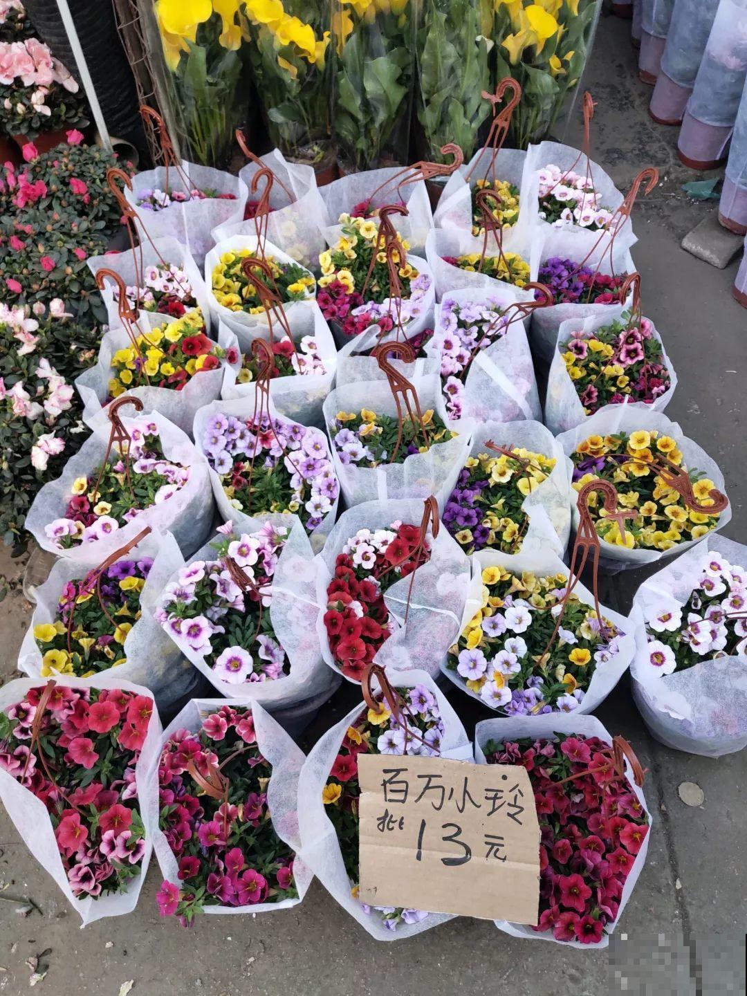 花市有你想象不到的魅力，便宜又好看，过年买回一大堆！