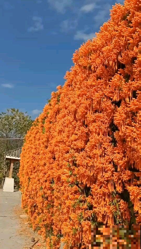 这花最适合过年养，开花红红火火，爬满整面墙