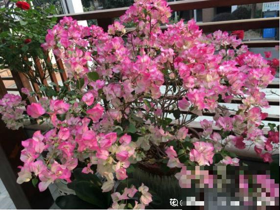 三角梅一到冬天就冻死，换个品种，耐寒还开花！