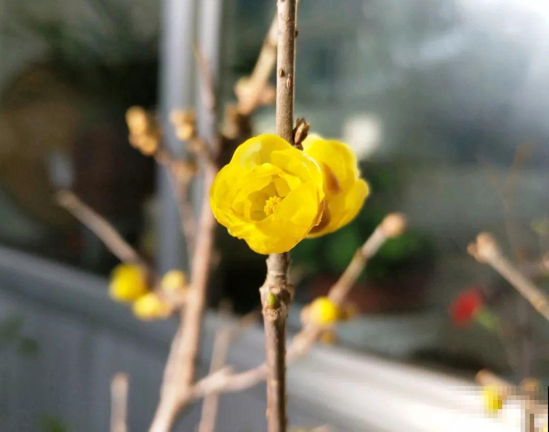 想养好花，就得付出劳动，从开花到结果，无一不是美的！
