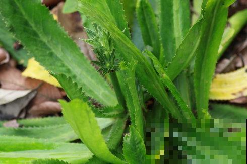原来香菜也有野生的，长得比野草茂盛，薅一把煲汤鲜香美味！