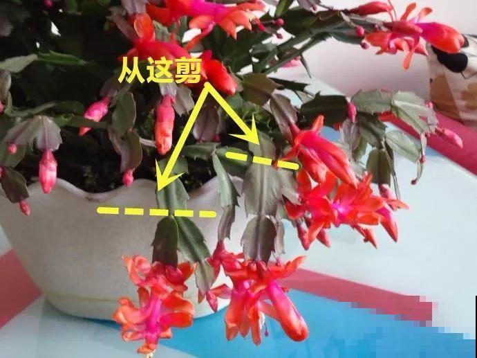 冬天修剪分“轻重”，有的花剪狠了，小心再也不开花！