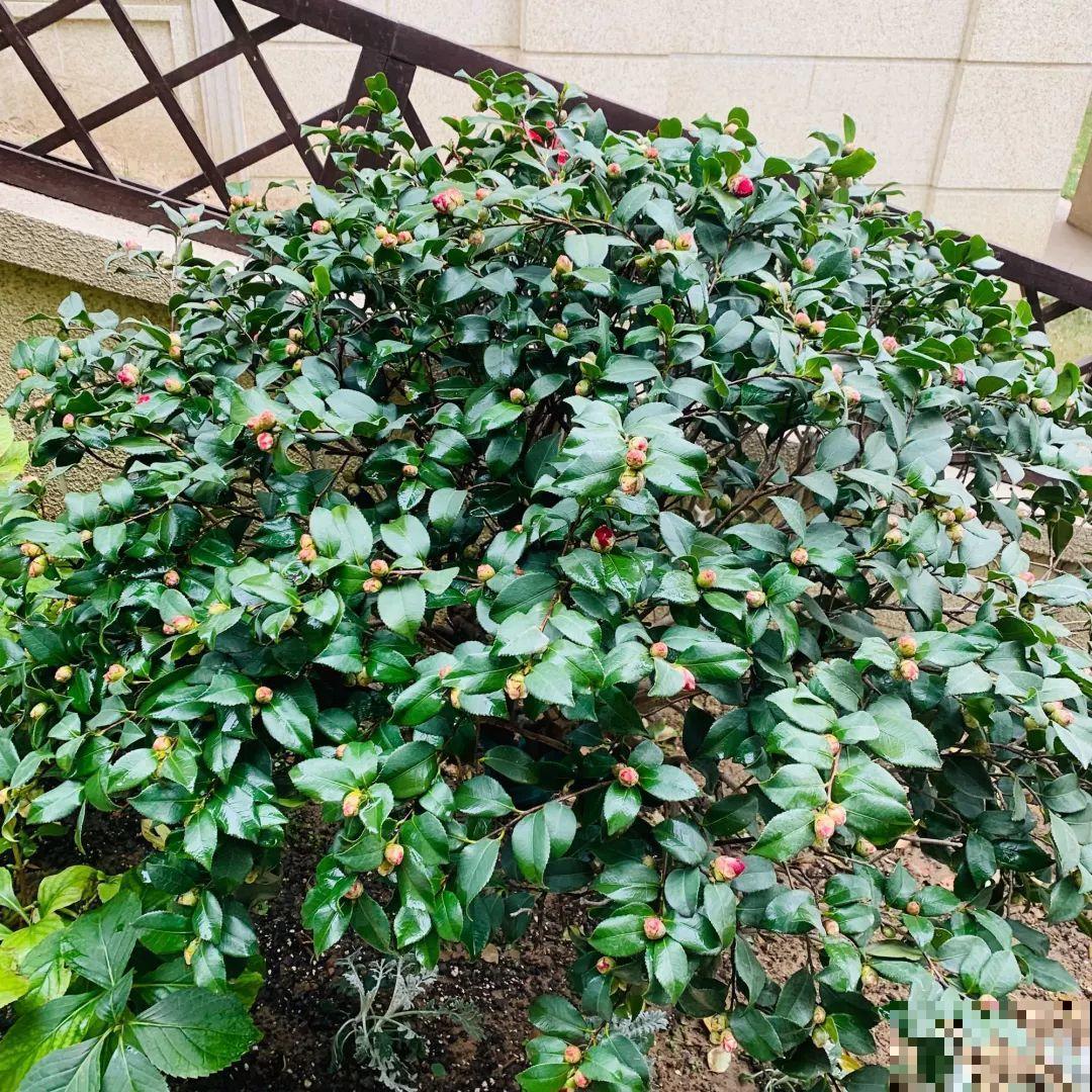 这花想要冬天开，就得狠心剪两刀，满树红花惹人爱！