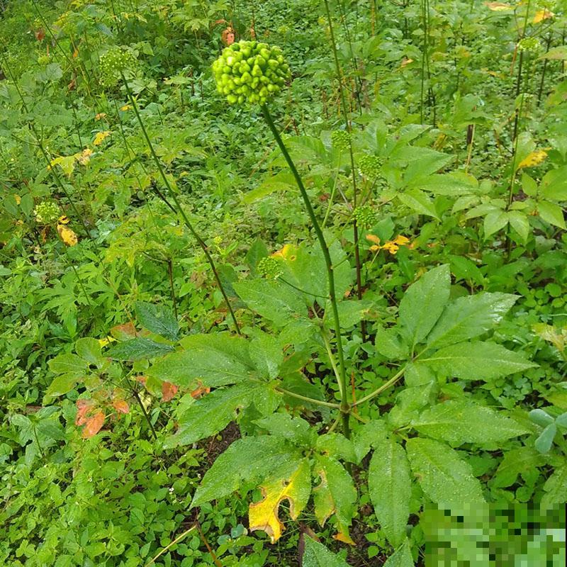 见过竹节一样的野参吗，众人上山抢着挖，只因市场卖价太贵！