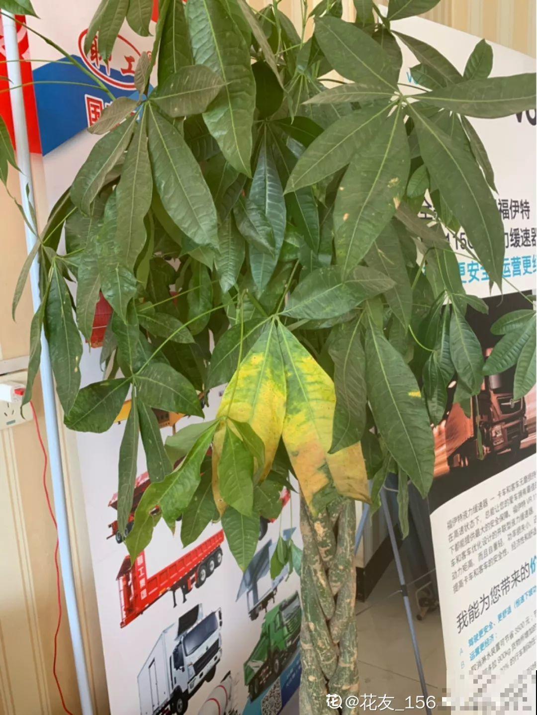 这5种花不抗冻，叶子不是发黄就是发黑，一点精神也没有！