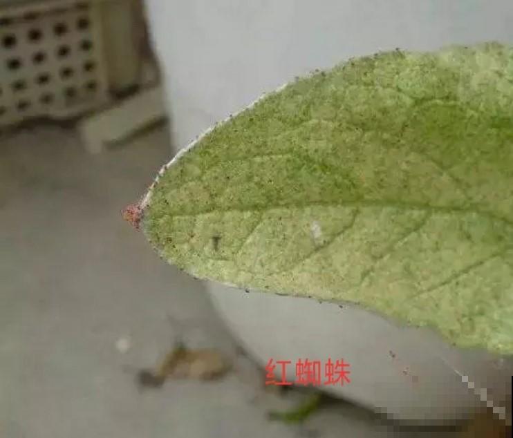 月季出现虫害真可怕，认识这几种，赶紧处理掉！
