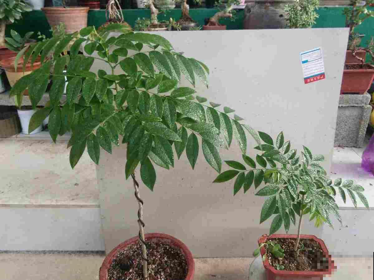 农村这种菜，只在春天有，别的季节都是假的，注意好了！