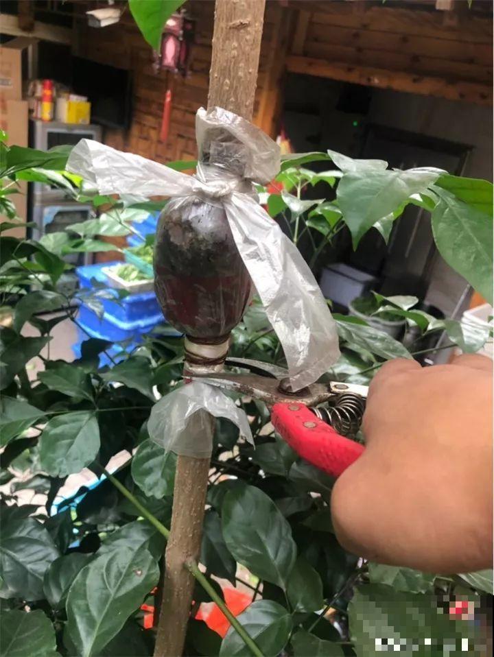 这3种花不用扦插，切个小口子，2个月就生根！