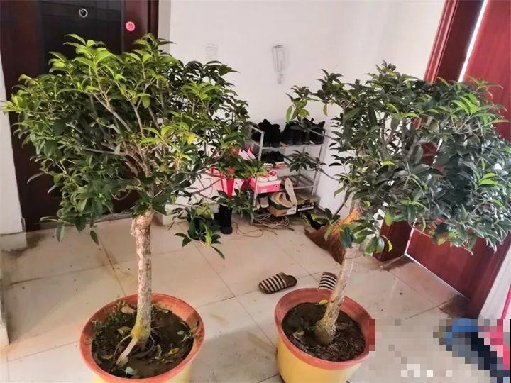 家里有这花，冬天不能太保暖，低温冻一冻开花才更旺！